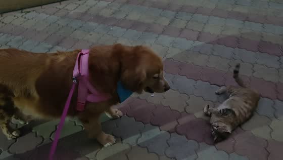Golden retriever walks with friendly stray cats in Guangdong, China