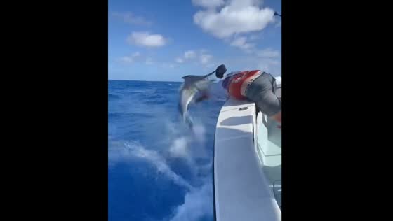 Angler loses cap while freeing hooked black marlin in Exmouth, Australia