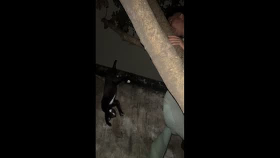 Cat rescued after getting stuck hanging on a tree in Medan, Indonesia