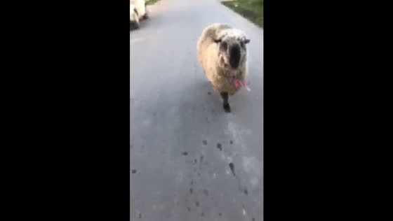 Sheep chases and screams in Buenos Aires
