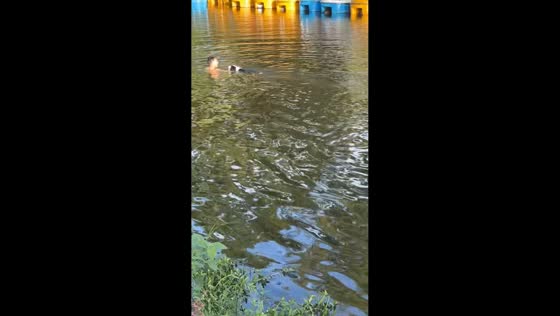 Worried dog jumps into water to check on owner in Henan, China
