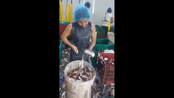 Cassava cutting mastery: a glimpse into precision processing