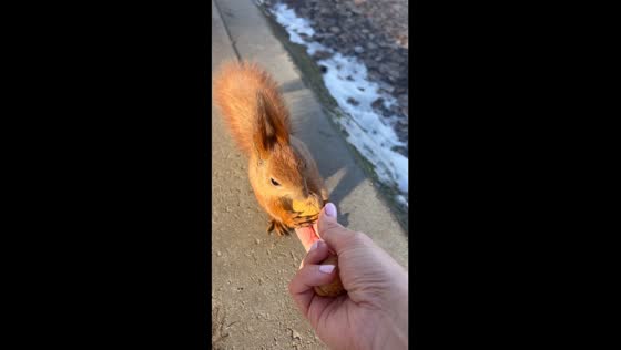 Kyiv park's nut-loving squirrel: a heartwarming encounter