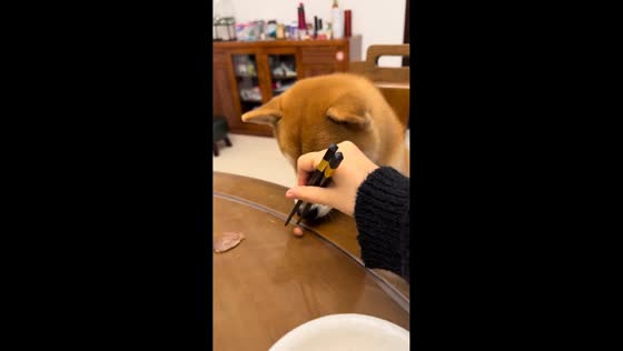 Puppy enjoys peeled peanuts in Jiangsu, China