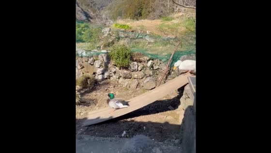 Ducks repeatedly slide down a plank in a home in Japan