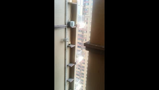 Rescue team saves cat stranded on high-rise air conditioner in Yunnan, China
