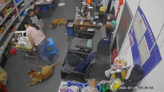 Dog startled after its tail gets caught under a stool as its owner sets it down in Zhejiang, China