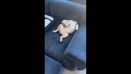 Sleeping bulldog slowly wakes up on couch in Chicago, Illinois, USA
