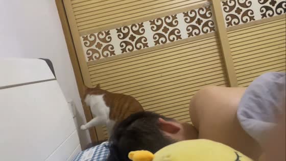 Cat keeps turning light on and off bedroom prank  in Zhejiang, China