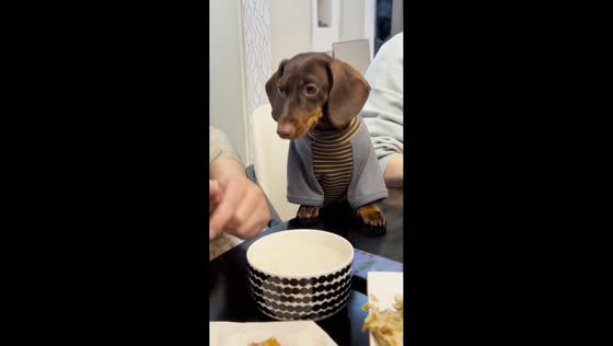 Dachshund drools while watching owner eat food in Zhejiang, China