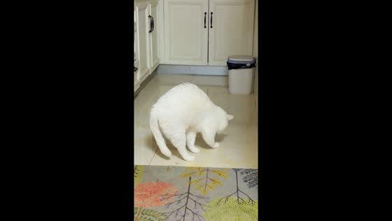 Persistent Little Mouse: cat's determined foor digging