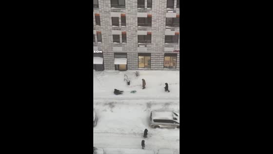 Muscovites switch to dog sleds to save on taxis in Moscow, Russia