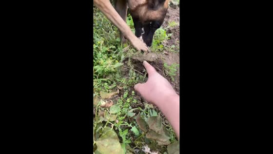 Little garden helper in Liaoning, China