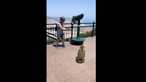 Monkey follows child for apple, becomes aggressive until given fruit