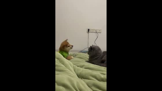 Cat playfully punches dog on bed in Jiangsu, China