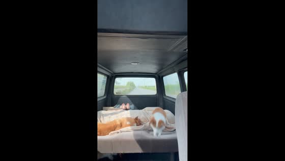 Corgi antics inside a van during a road trip in Chonburi, Thailand