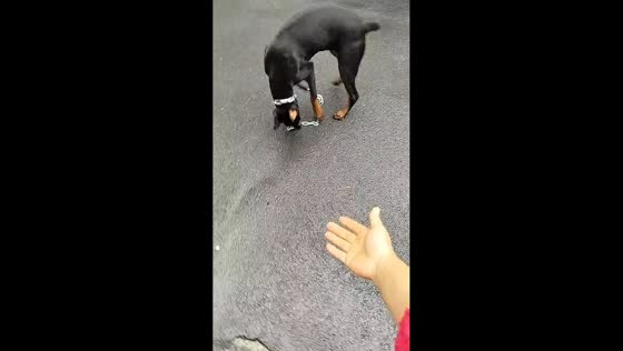 Smart dog picks up dropped leash and gives it back to owner in Henan, China