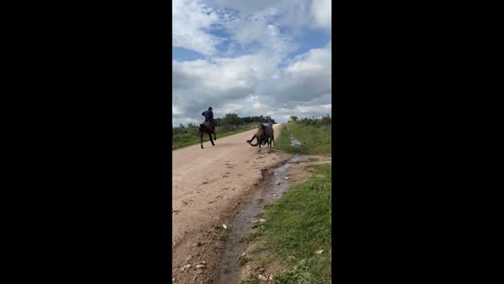 Horse race in Flores ends with rider falling in Flores, Uruguay