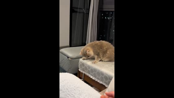 Kitten reacts in surprise as another cat hides under sofa in Fujian, China