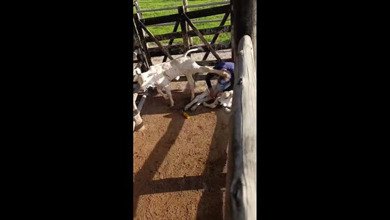 Farm worker struck by calf during routine chores in Minas Gerais, Brazil