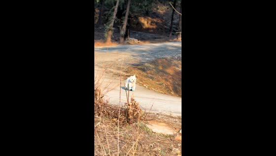 Dog tumbles but keeps running in costume in Beijing, China