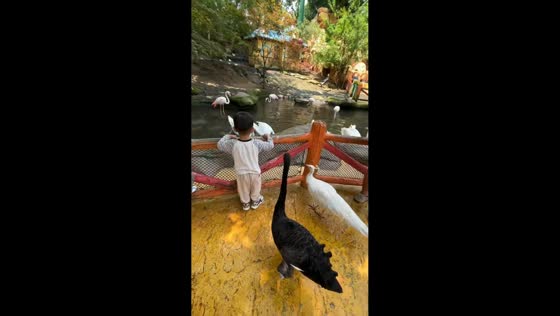 Persistent black swan waits for food from child in Hubei, China