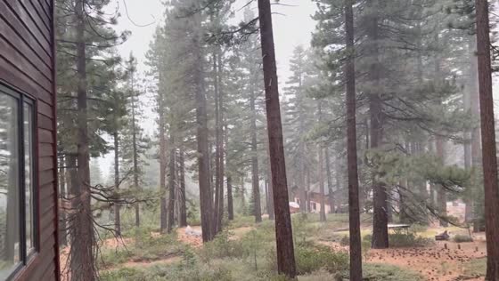 First snowfall among tall trees in Tahoe, California, USA