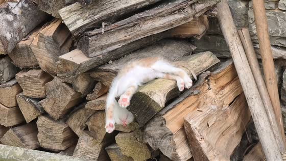 Sleeping kitten slides off stacked wood and startles other kittens in Hubei, China