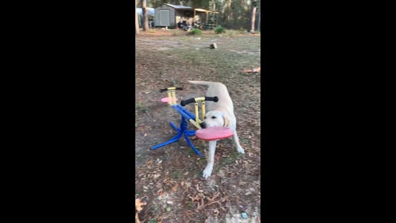 Playful Labrador spins teeter-totter at park in Morriston, Swansea, UK