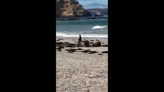Playful juvenile Australian sea lion explores Seal Bay in Kangaroo Island, Australia
