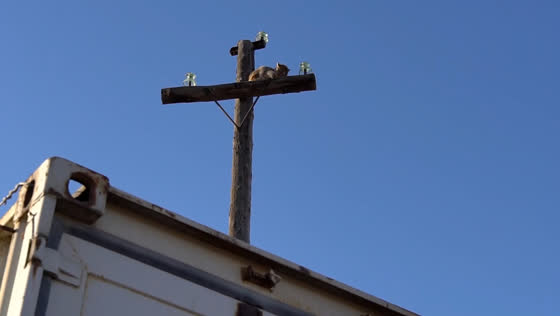 Lynx rescued after climbing power pole in Khakassia