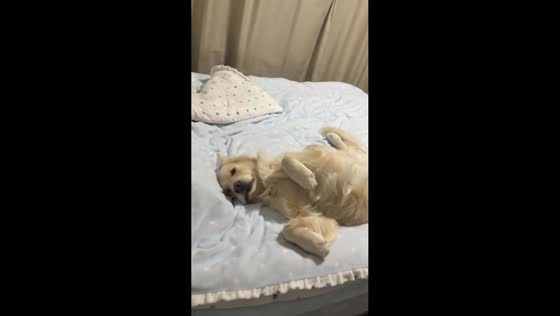 Sleepy dog enjoys deep slumber in Jiangsu, China