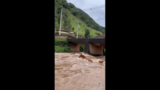 Horse crossing a river in Virginia, Minas Gerais, Brazil