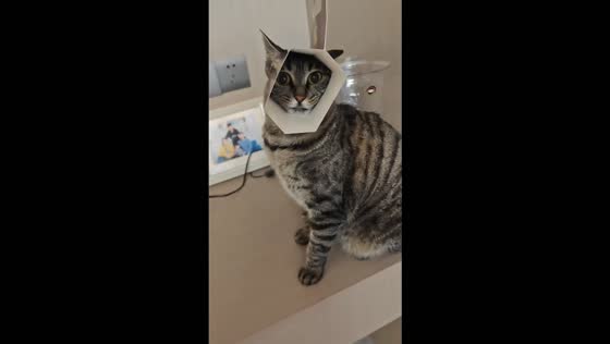Cat gets its head stuck in a small box in Henan, China
