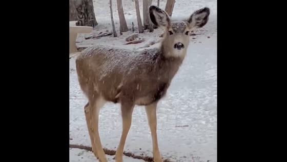 Snowfall in Evergreen with a deer nearby