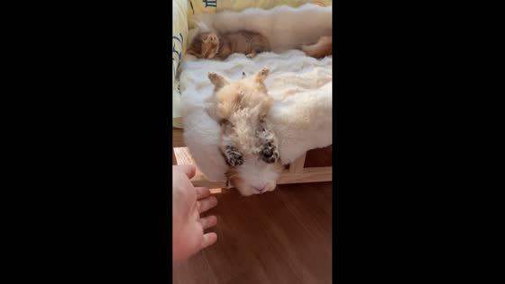 Kitten nearly falls off bed but rescued in Liaoning, China