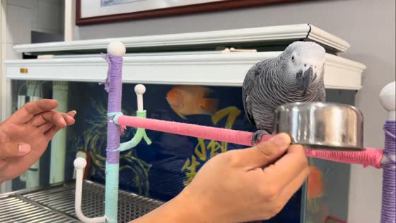 African grey parrot joins rhythmic tapping in Shandong, China