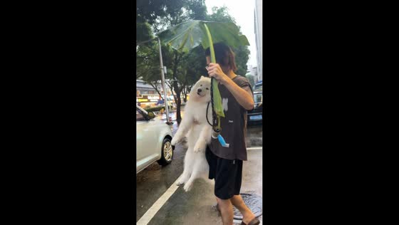 Man carries Samoyed under taro leaf in Guangdong, China
