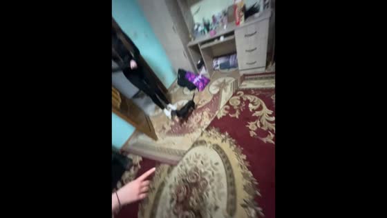 Small dog reacts to laughter and tugs at pants in Maykop, Russia