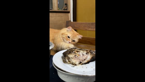 Cat struggles to resist fish on the table in Bohol, Philippines