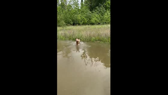 Joyful Tug: a dog's delight in rainwater play