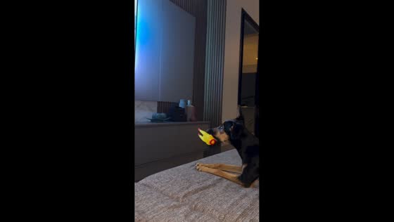 Miniature Pinscher watches dog videos on TV in Catalão, Brazil