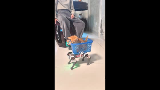 Orange tabby kitten rides calmly in basket mounted on robotic toy in Guangzhou, China