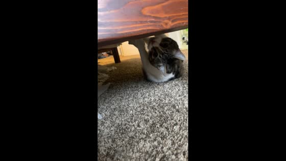 Cat defies gravity with hilarious upside-down stroll beneath bed
