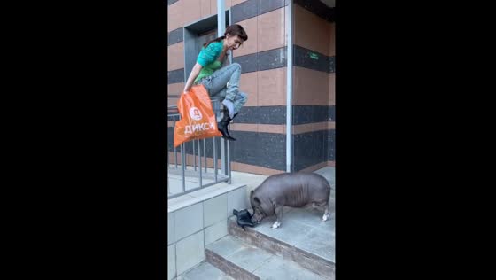 Pig attacks woman after hearing the word 'pork' in Moscow