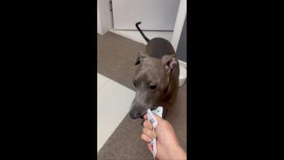 Dog hilariously torn between walk and snack in Seoul, South Korea
