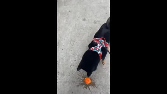 Persistent dog keeps bringing back squished fruit to play in Shanghai, China 
