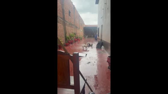 Playful slip in the rain with a loyal dog in Salta, Argentina