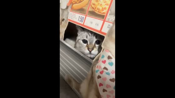 Cat reaches out from toy cage in Lacey, Washington, USA