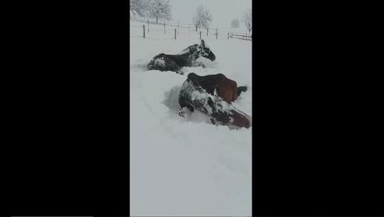 Winter elegance: horses revel in Bavarian snow, shake off the chill